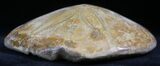 Large Polished Fossil Sand Dollar - Jurassic #27349-1